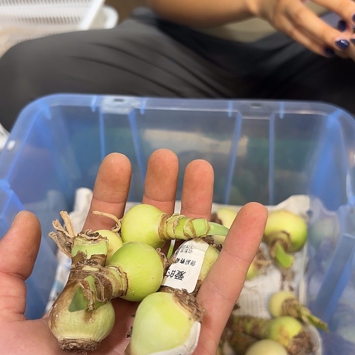 完全开放爱的选择2-2.5不参与活动