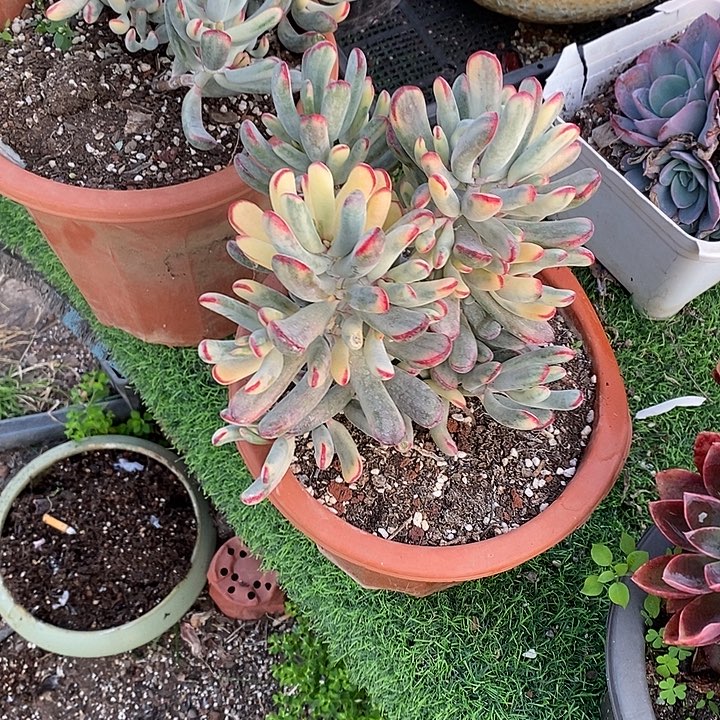 棒叶福娘锦无坎多头群