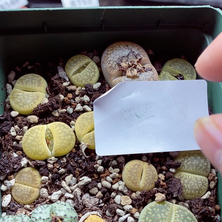 我的小姐姐们都是我154