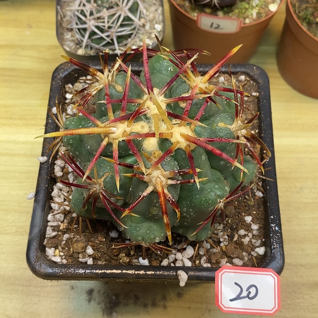 20号自根大红鹰冠幅9公分