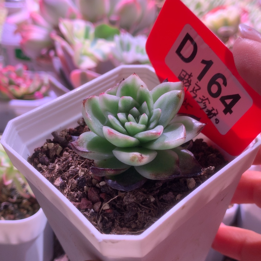 晴空珍妮覆轮锦有根