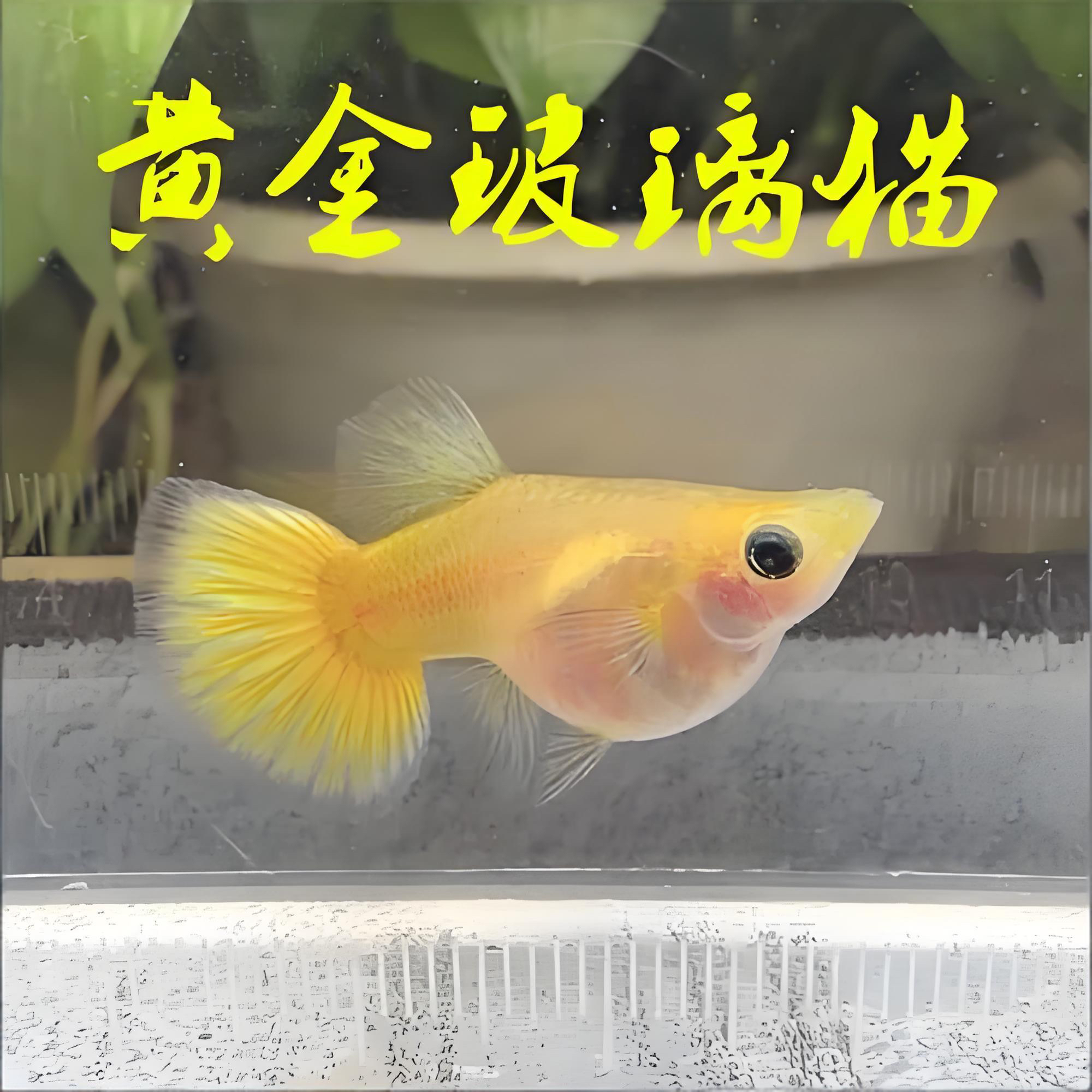 黄金玻璃猫孔雀鱼小型观赏热带淡水鱼好养耐活活体
