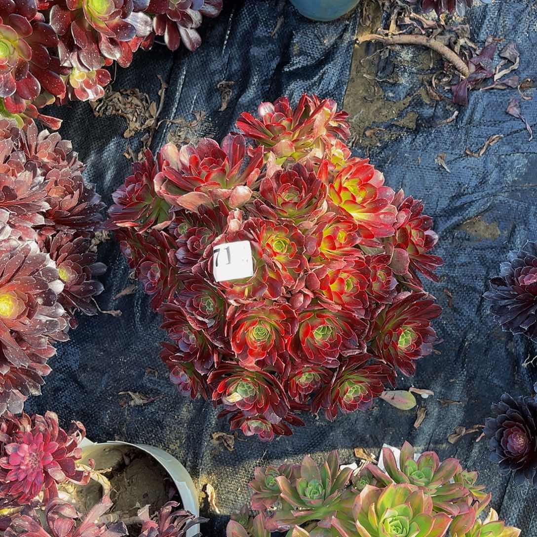 安娜法师花花1-33