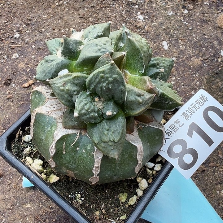 无花朵810怒涛锦东三