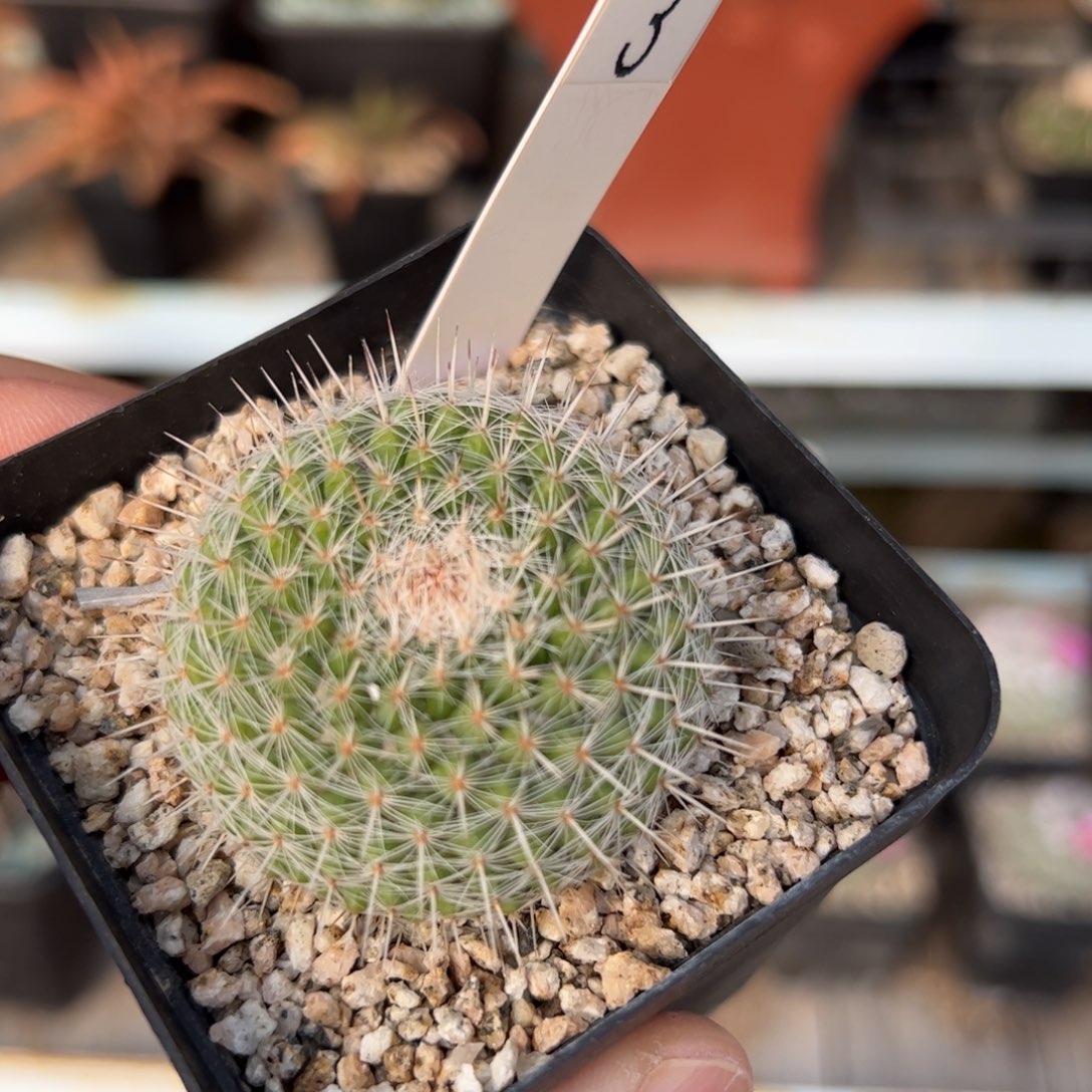 实生乳突杂 脱土发货 