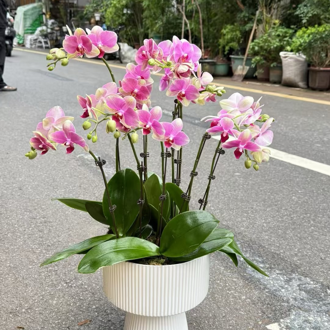 蝴蝶兰多彩蜜桃室内盆栽