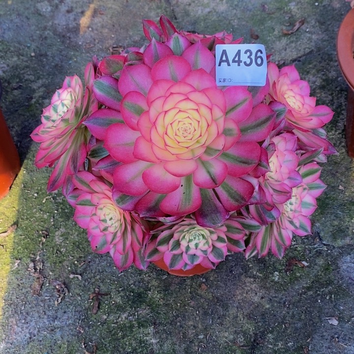 倾城多肉植物436