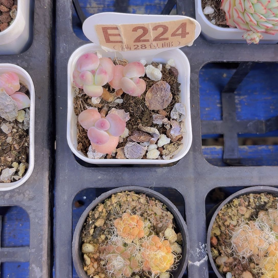 E224萤火虫一物一拍
