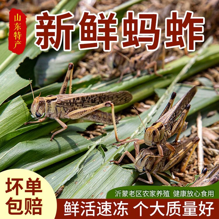 山东鲜活速冻固定蚱蜢蚂i蚱蝗虫东亚飞蝗纯母带籽去翅冷冻发货