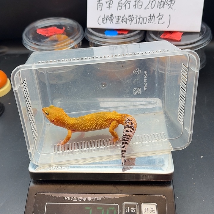 豹纹守宫蜜橘妹妹