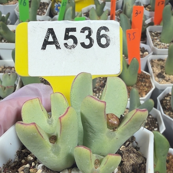 536mmnnmnnnnnnnnnbbb