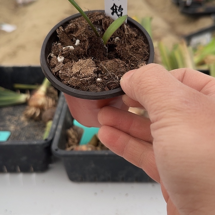 大鹅朱顶红一棵1.1