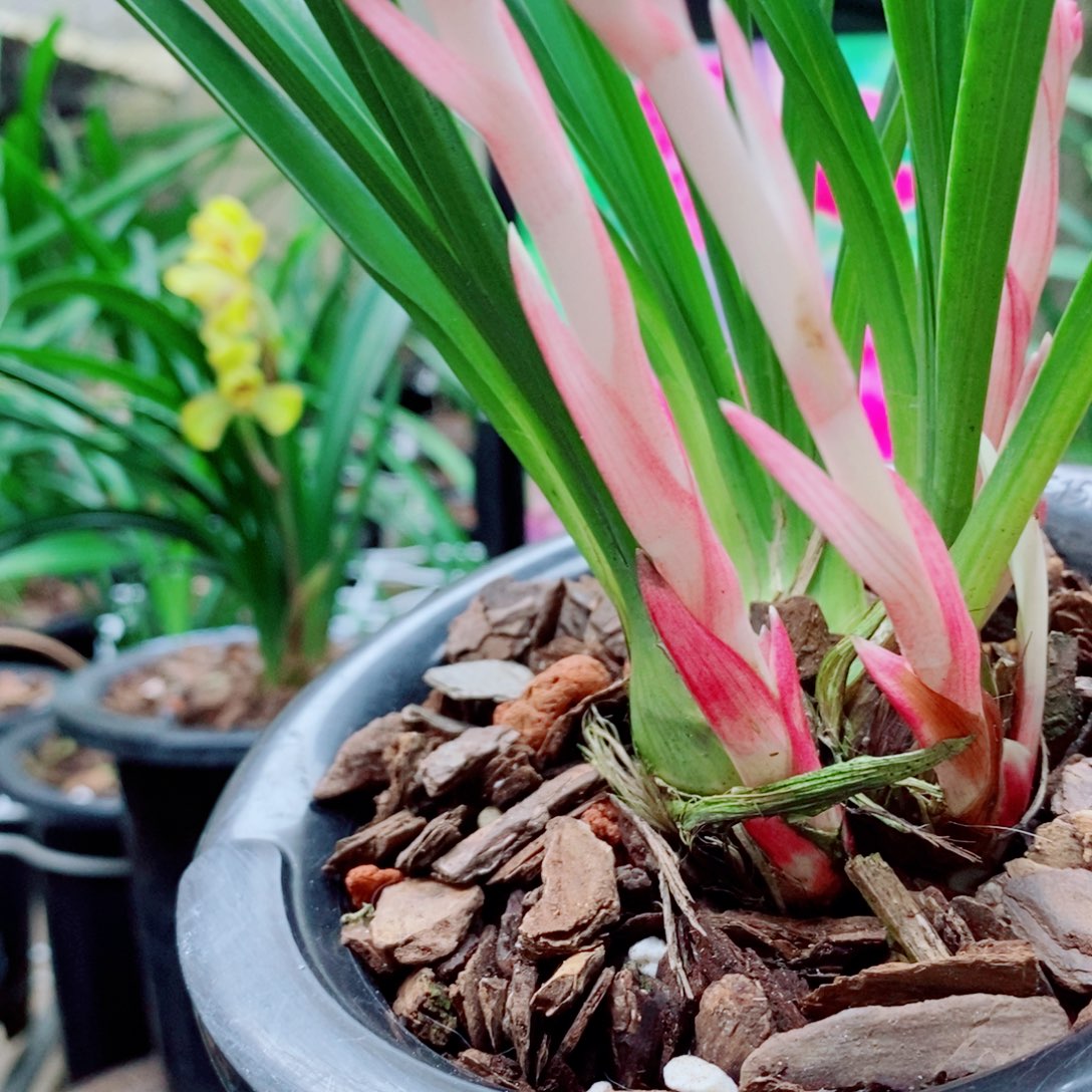 大部分花苞少量开放