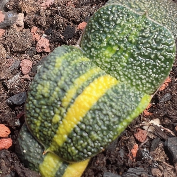 一物一拍竞拍福利拍