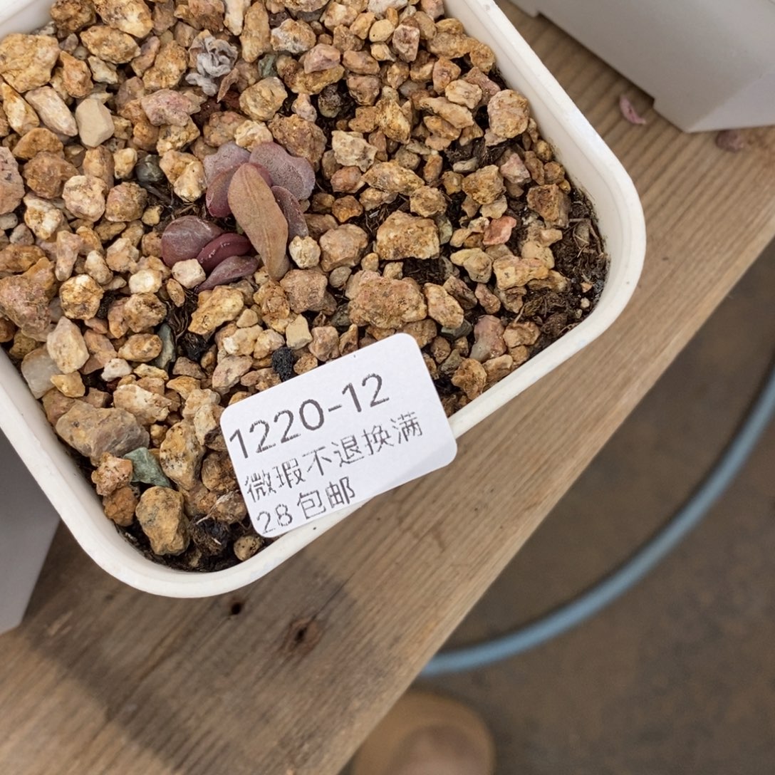 独***闲12号多肉小可爱一个