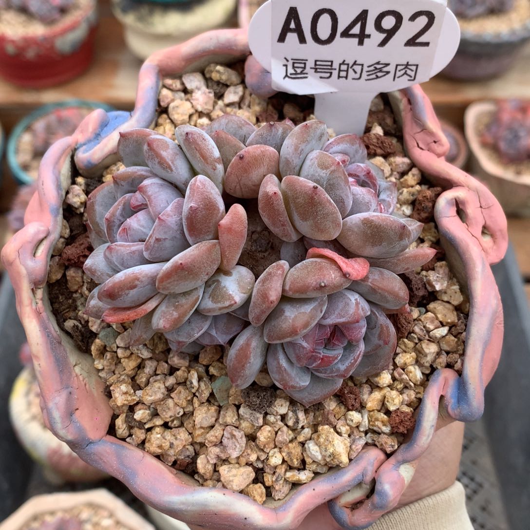 A0492 石榴籽群生 有砍 8cm