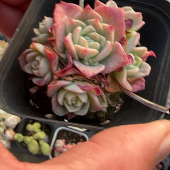 25翡翠塔多肉植物多