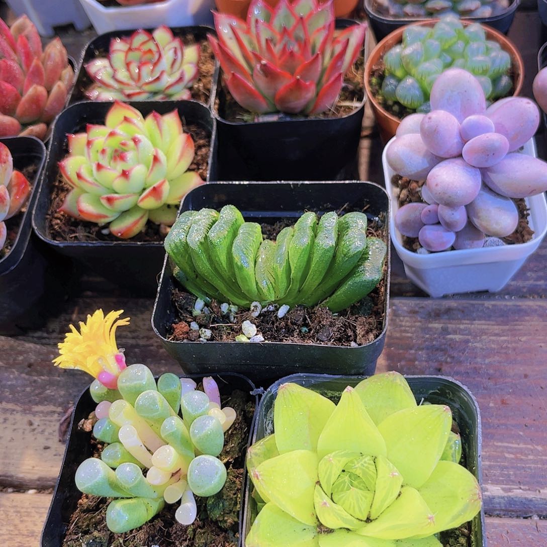 玉扇➕五十铃玉锦➕黄金雨露