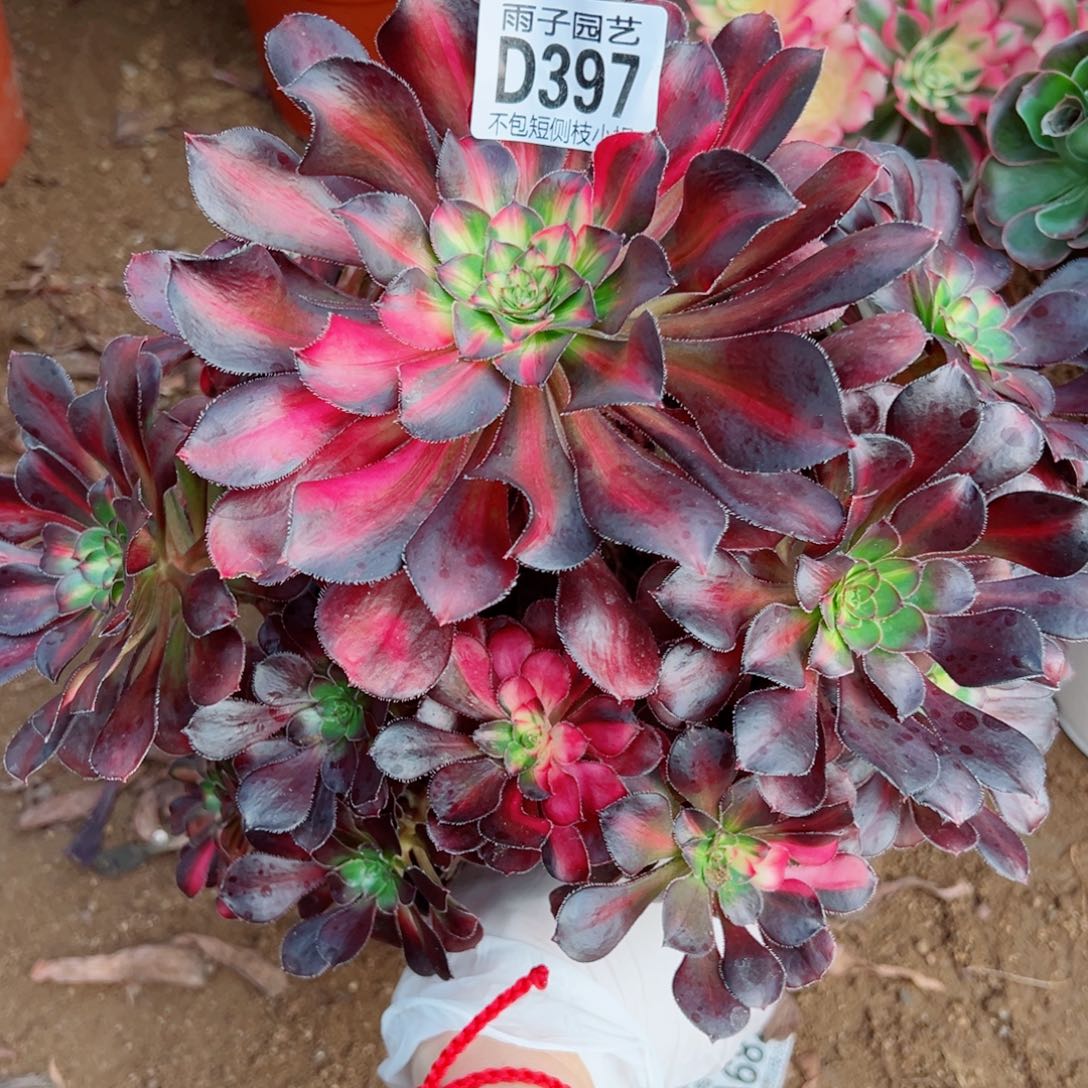 397花蝴蝶雨子多肉植物