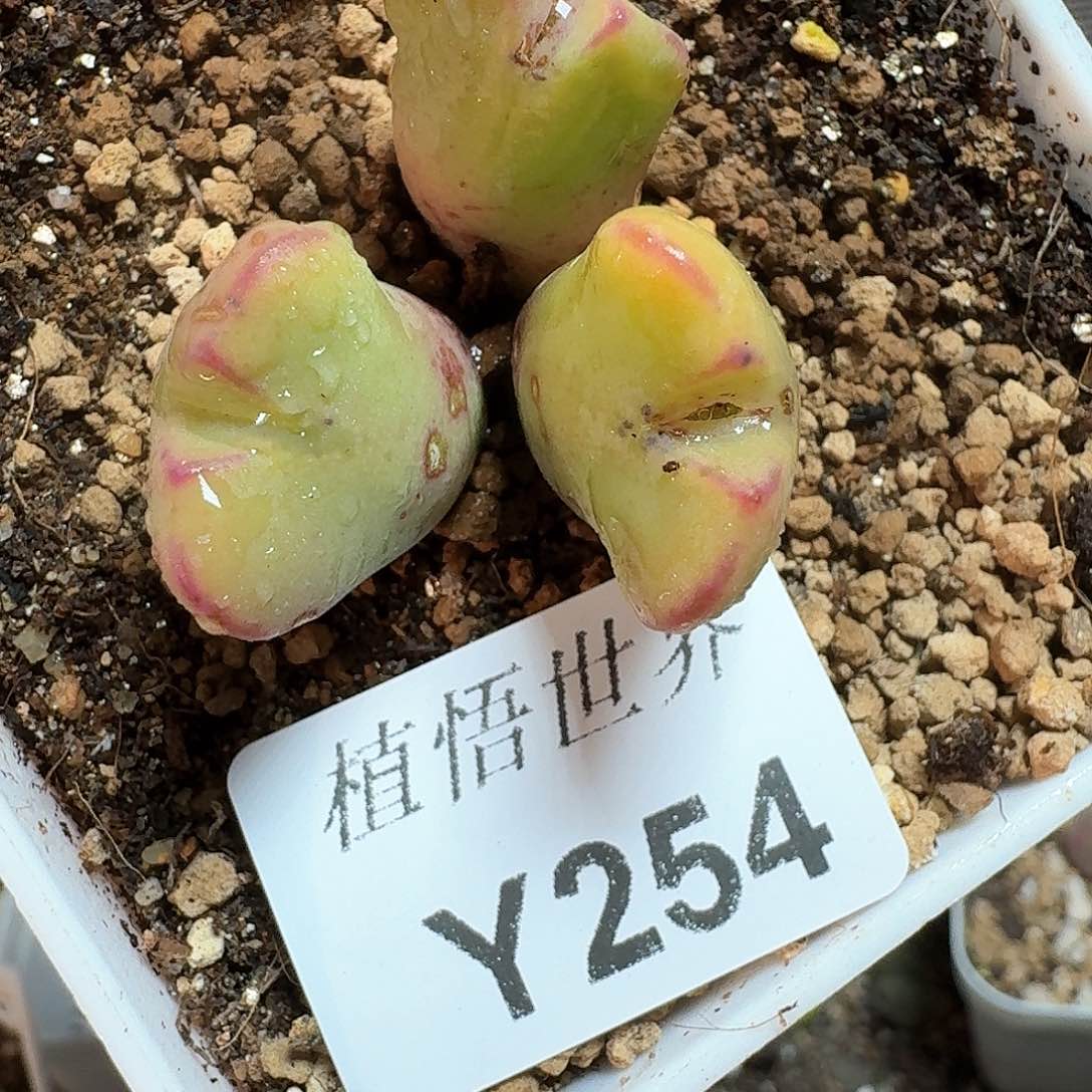 254号多肉植物哇d f