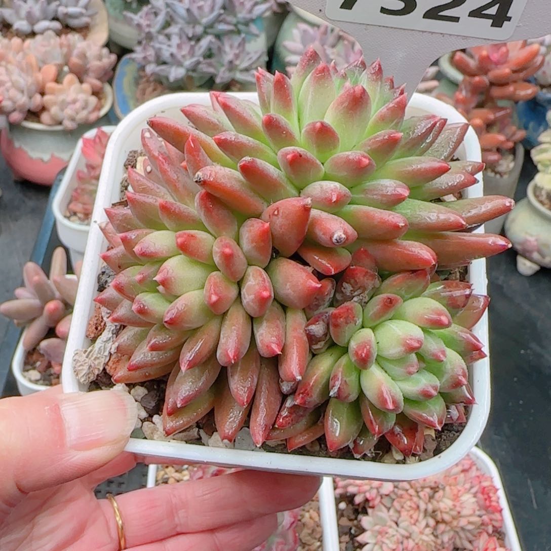 多肉植物7524……………