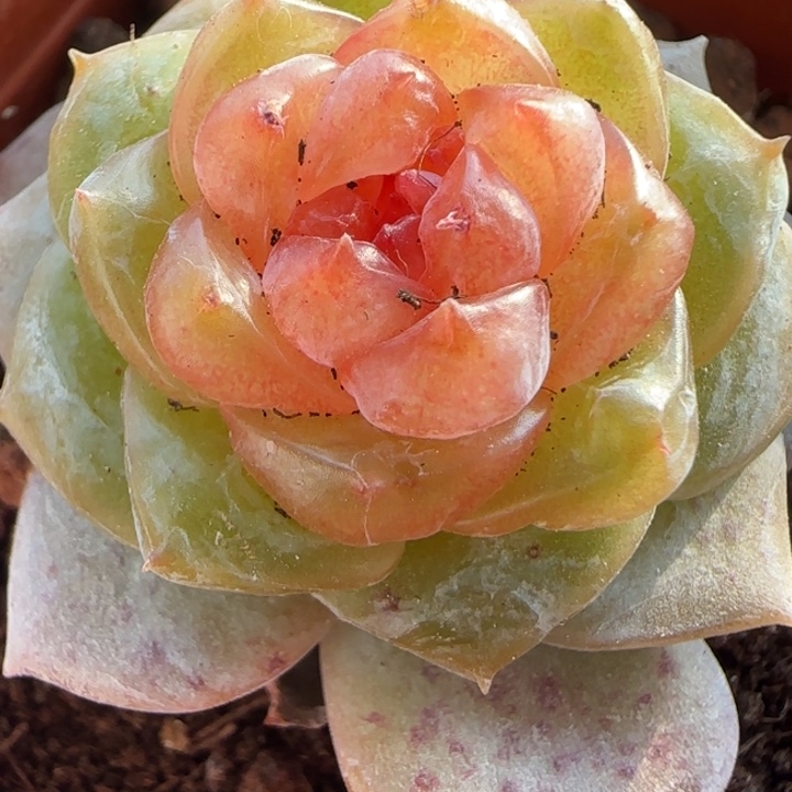 4绝绝子的多肉1颗