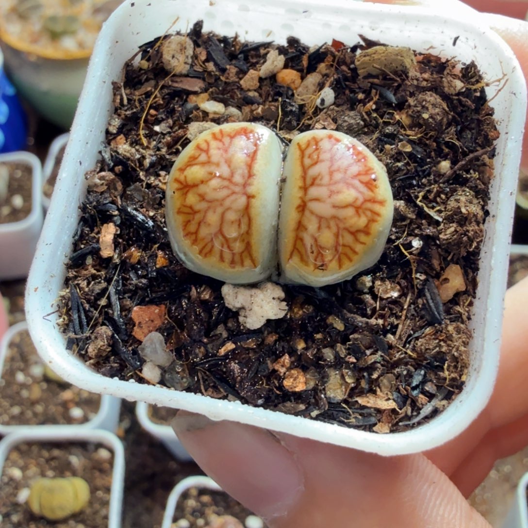 Z***o多肉植物的生长发育和794