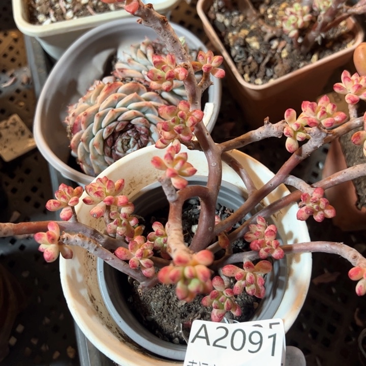 幸运的是我的朋友们