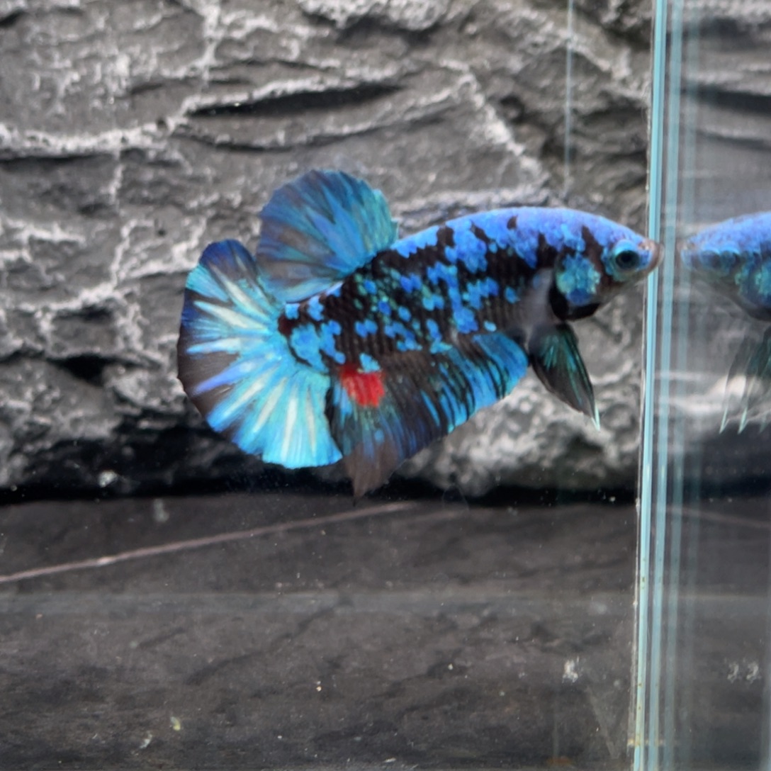 斗鱼暗黑碎星将军公