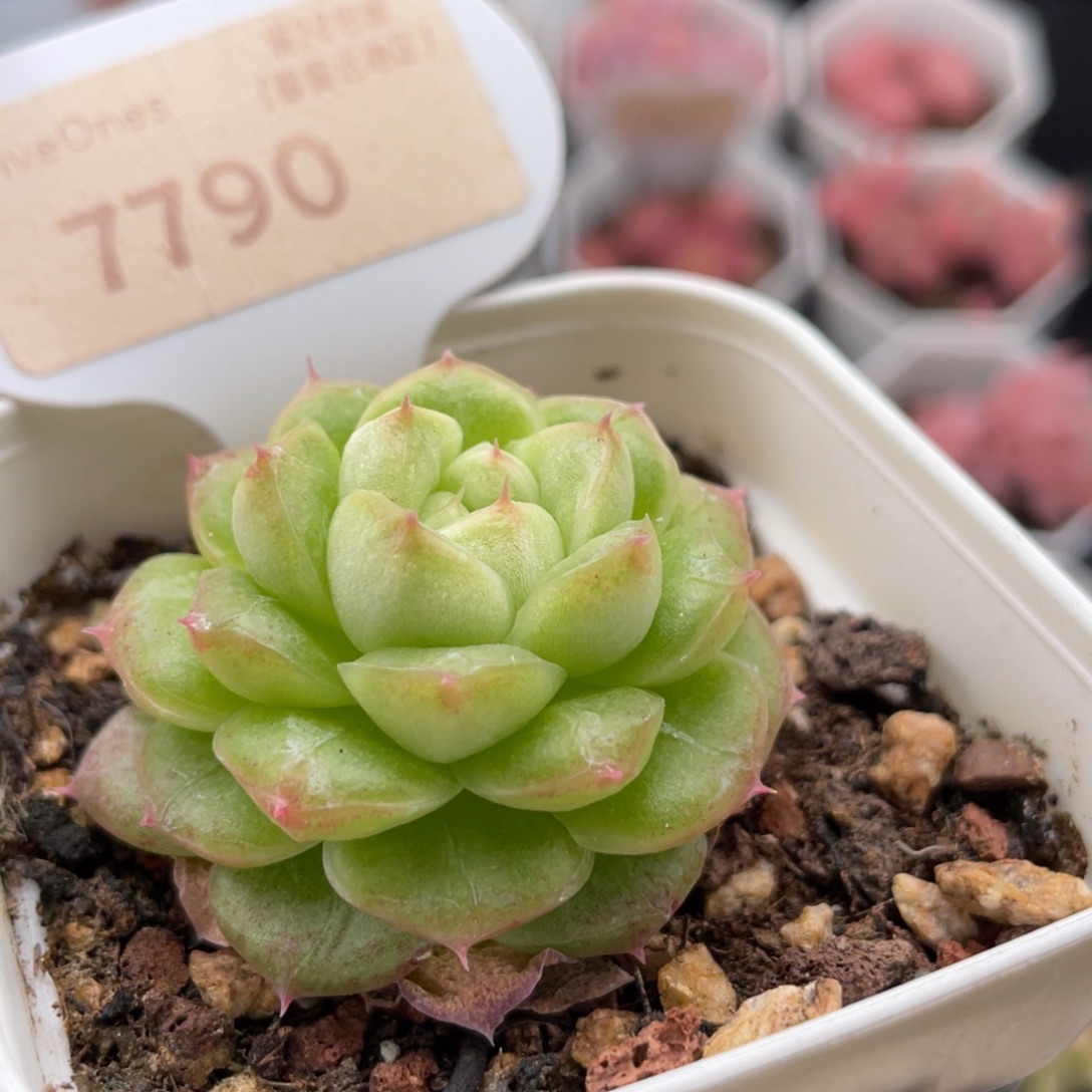 编号系列7790-4.5厘米