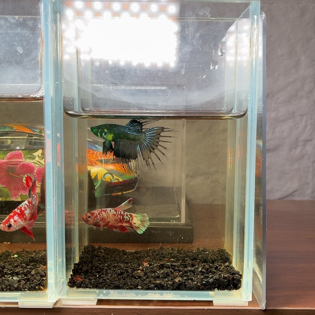 斗鱼绿魔狮王公鱼