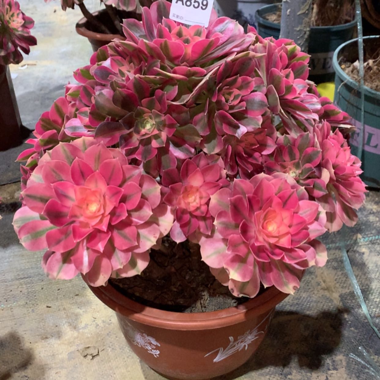 【闪购商品】859粉