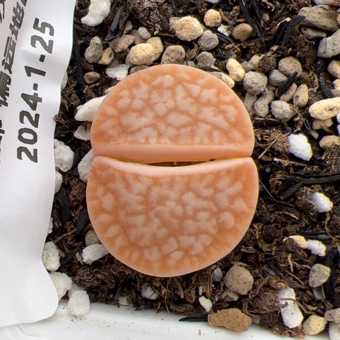 0342号 浪汗 多肉植物