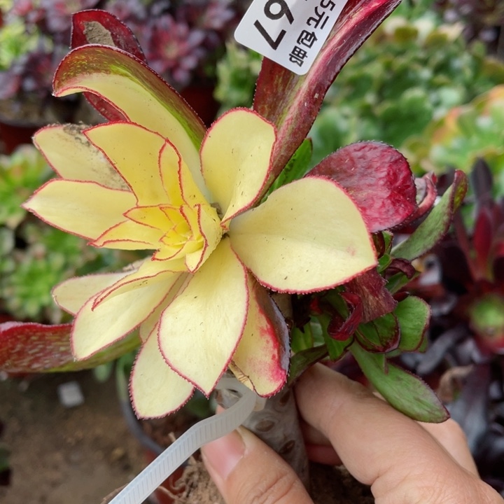 167魅影七彩嫁接不包掉头1234578