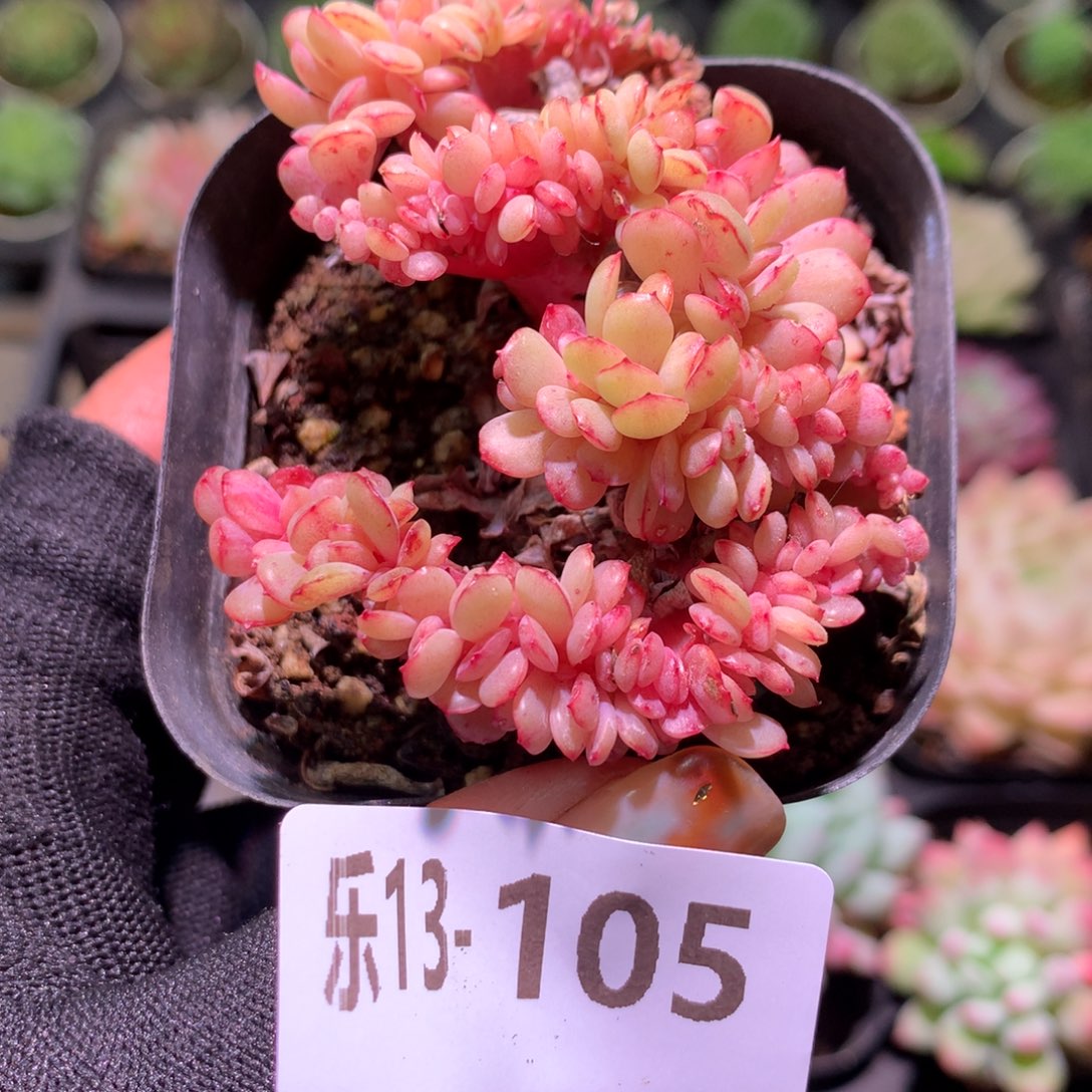 乐然13-105 春桃缀化 