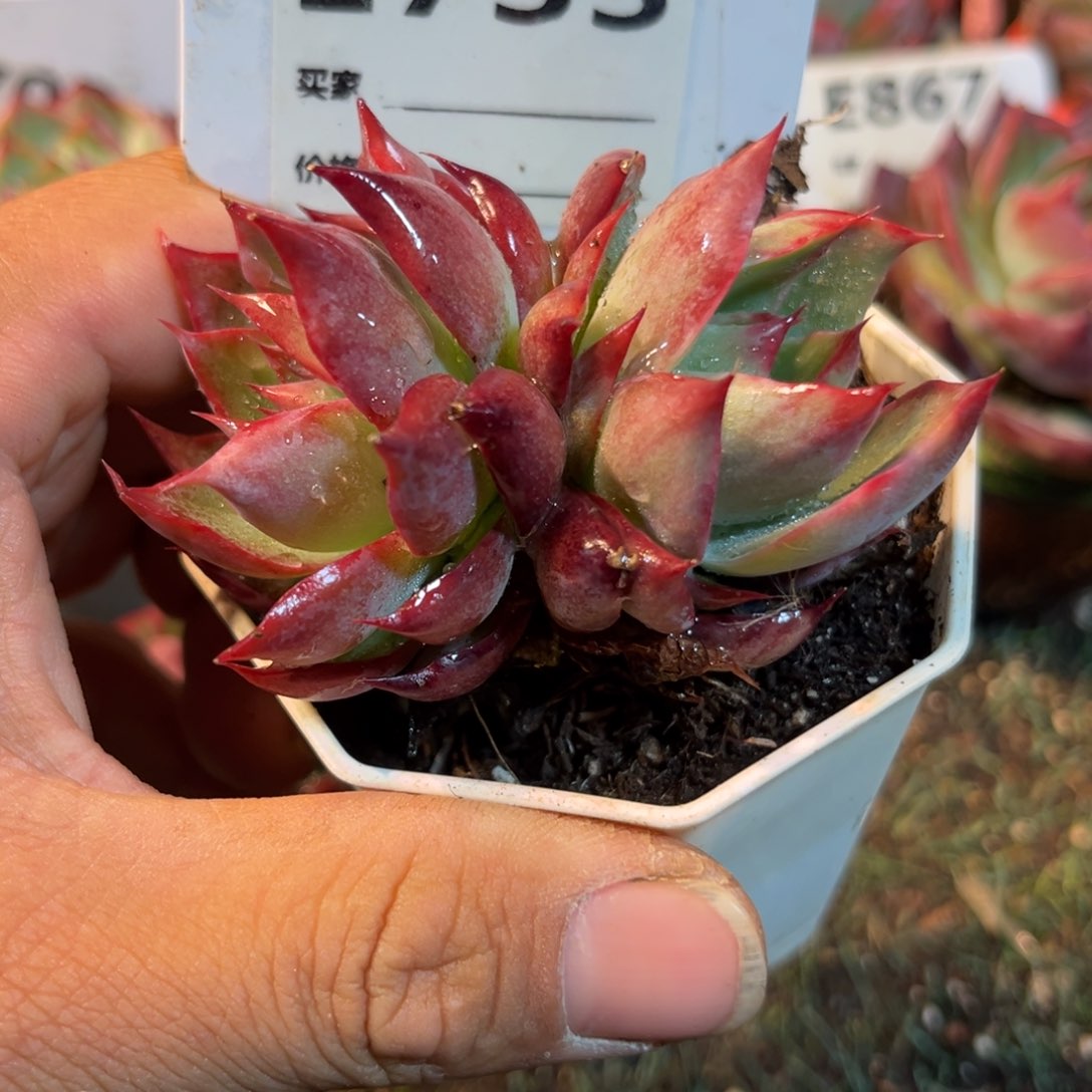 惊鸿一瞥733岁小