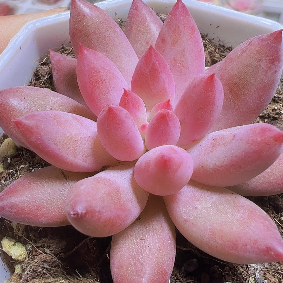 虞美人19包邮多肉