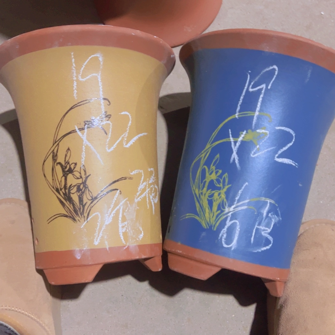 紫砂6号………………………………