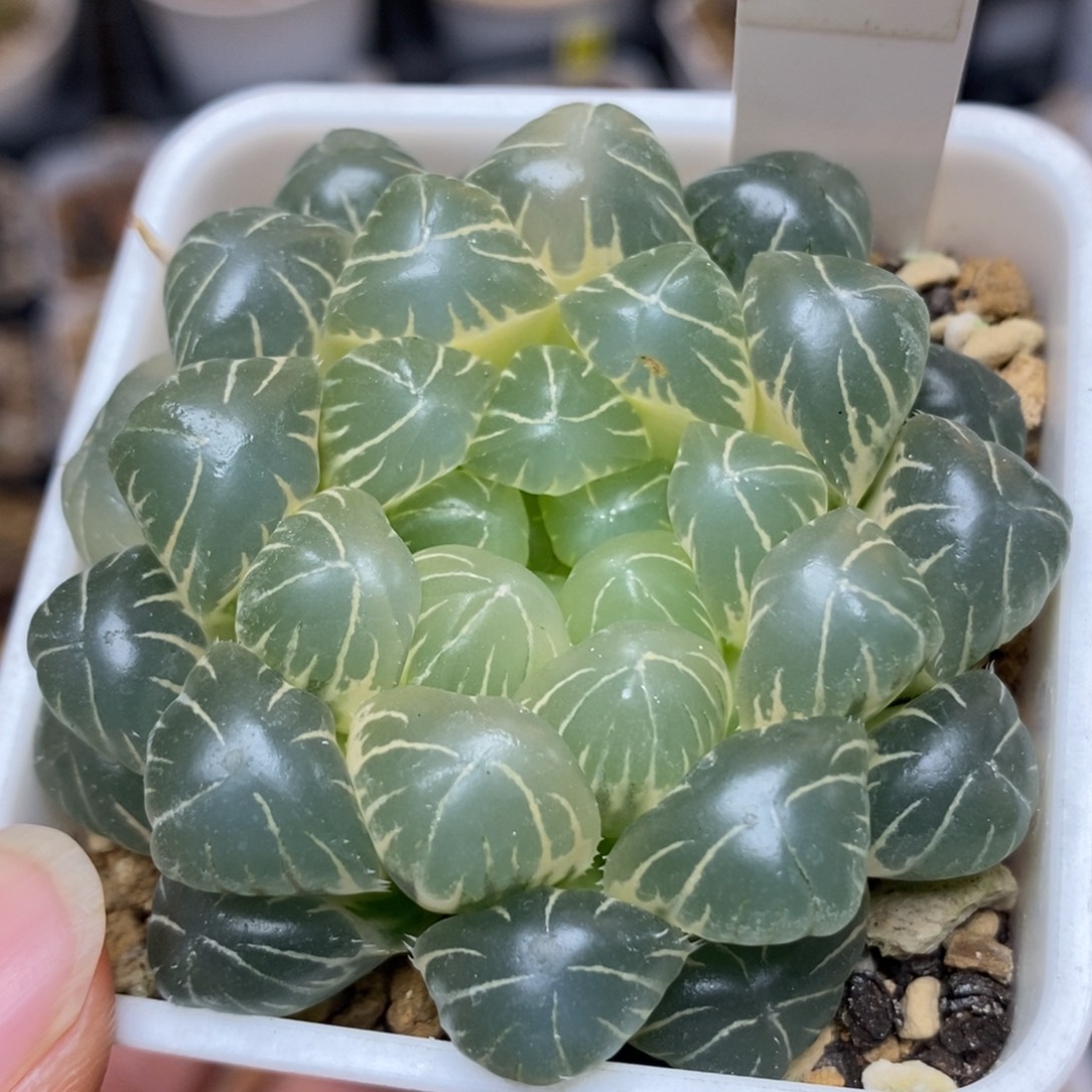 383糊斑湖水玉露锦一物一拍