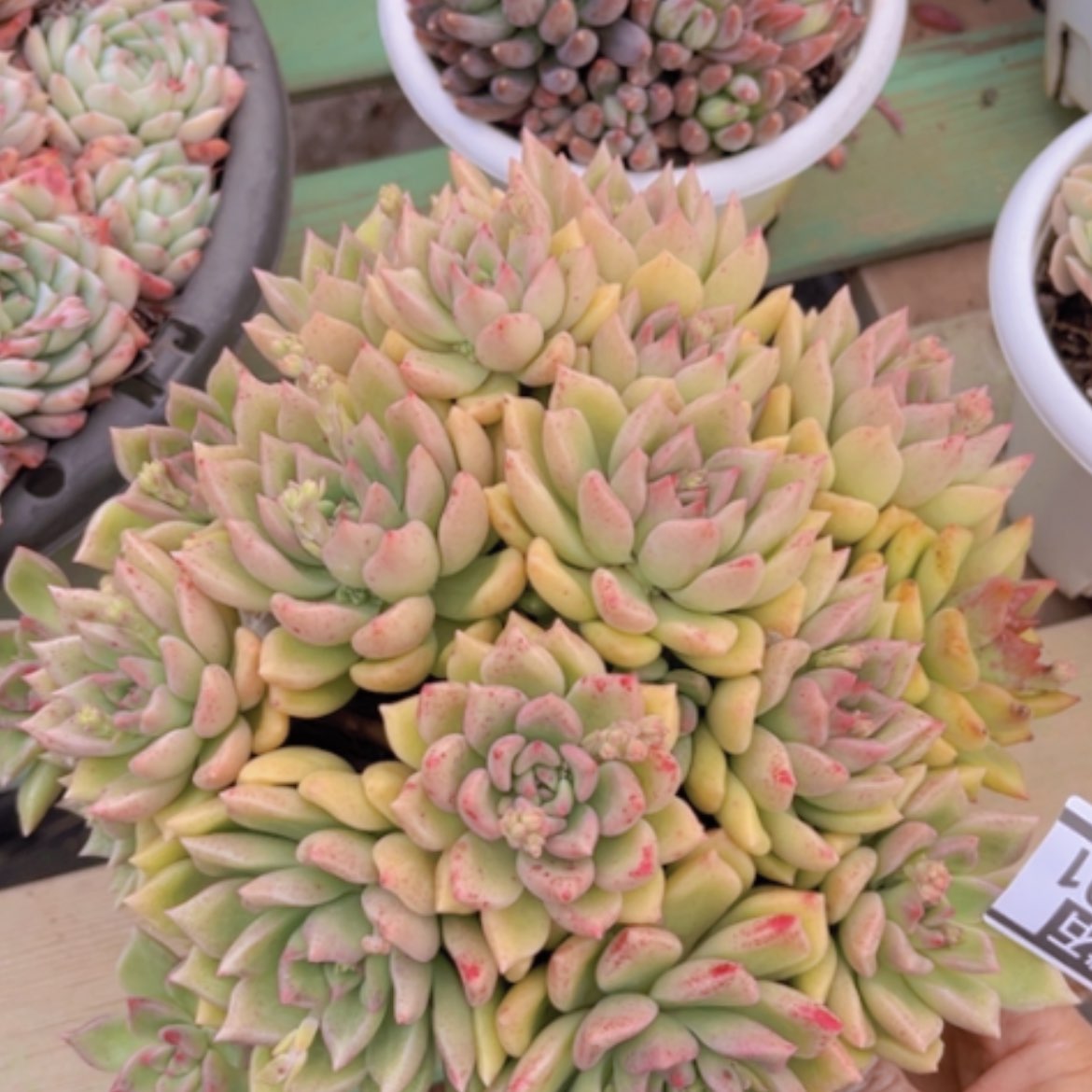 【闪购商品】璀璨16191