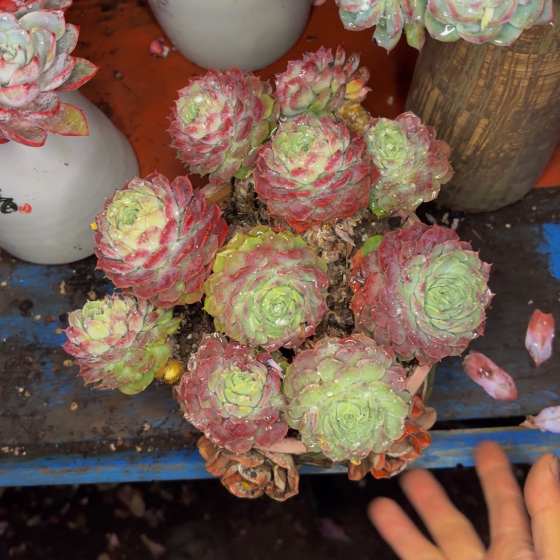 千***虫老桩精品肉肉朱砂痣带盆