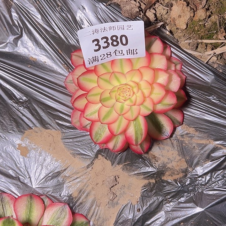 3380倾城多肉植物2号