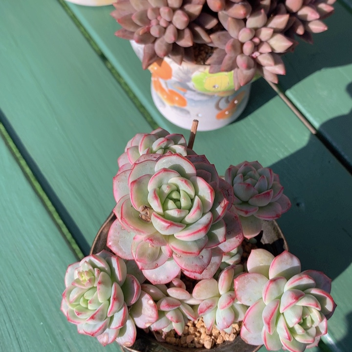 香草锦自然群无砍