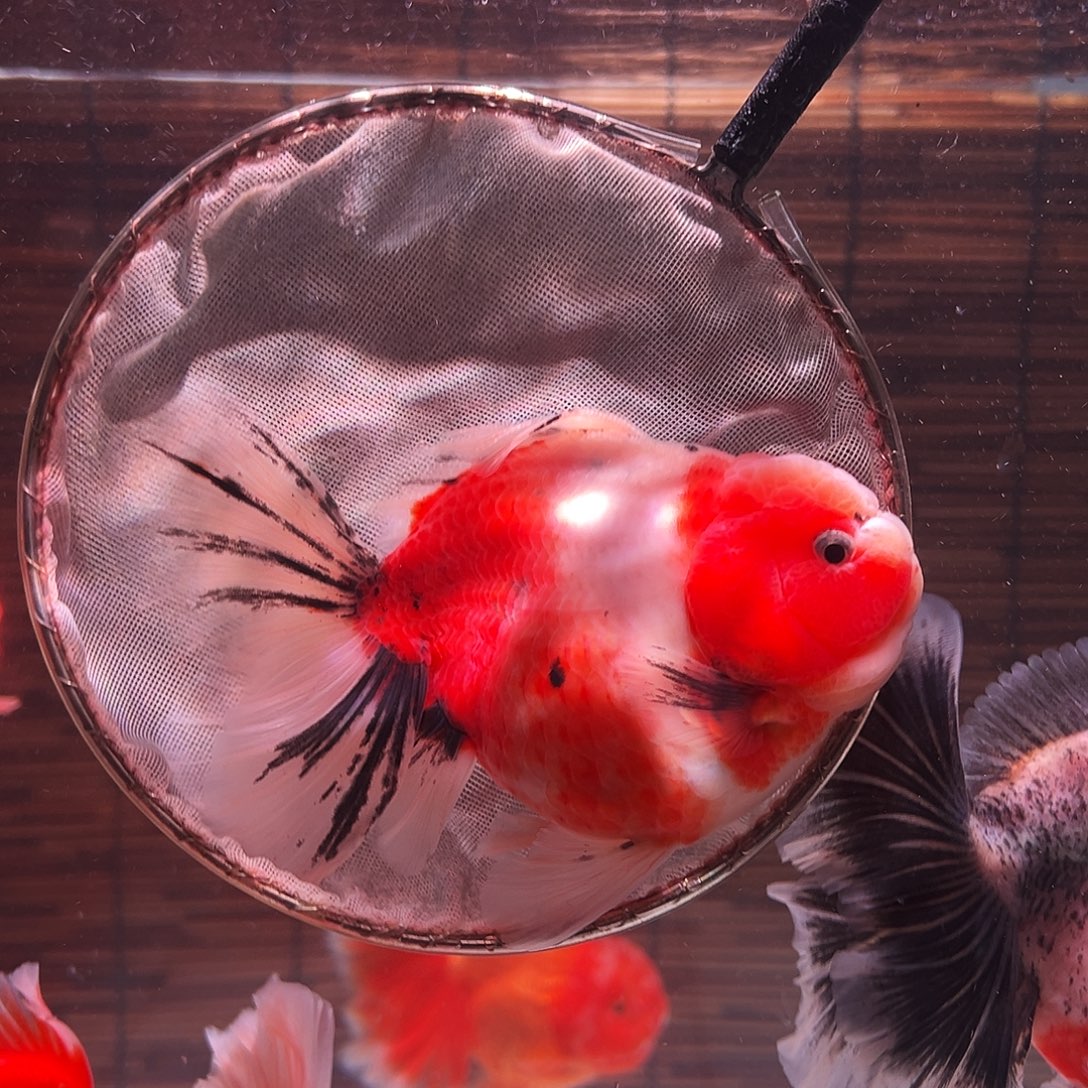 金鱼百褶泰狮冷水金鱼