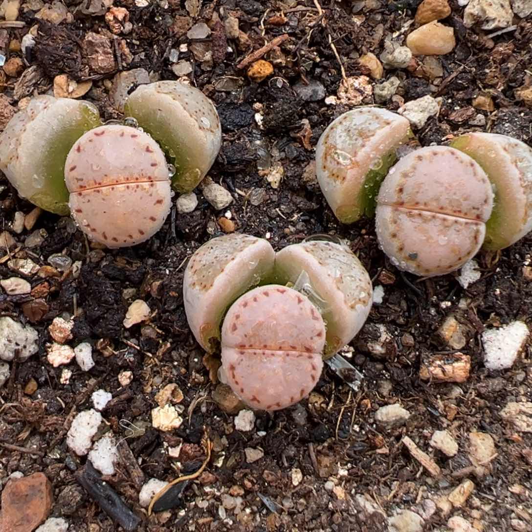 2.14好看的多肉498