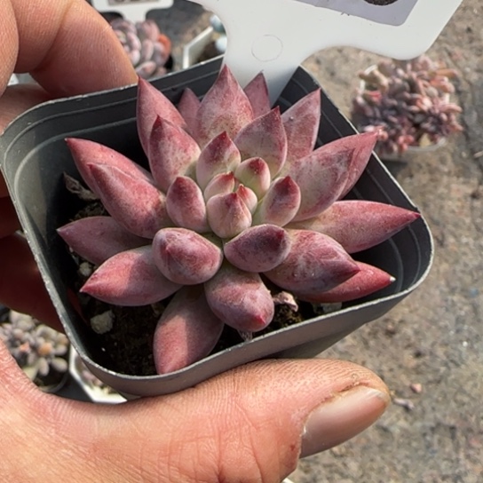 255车厘子多肉植物多