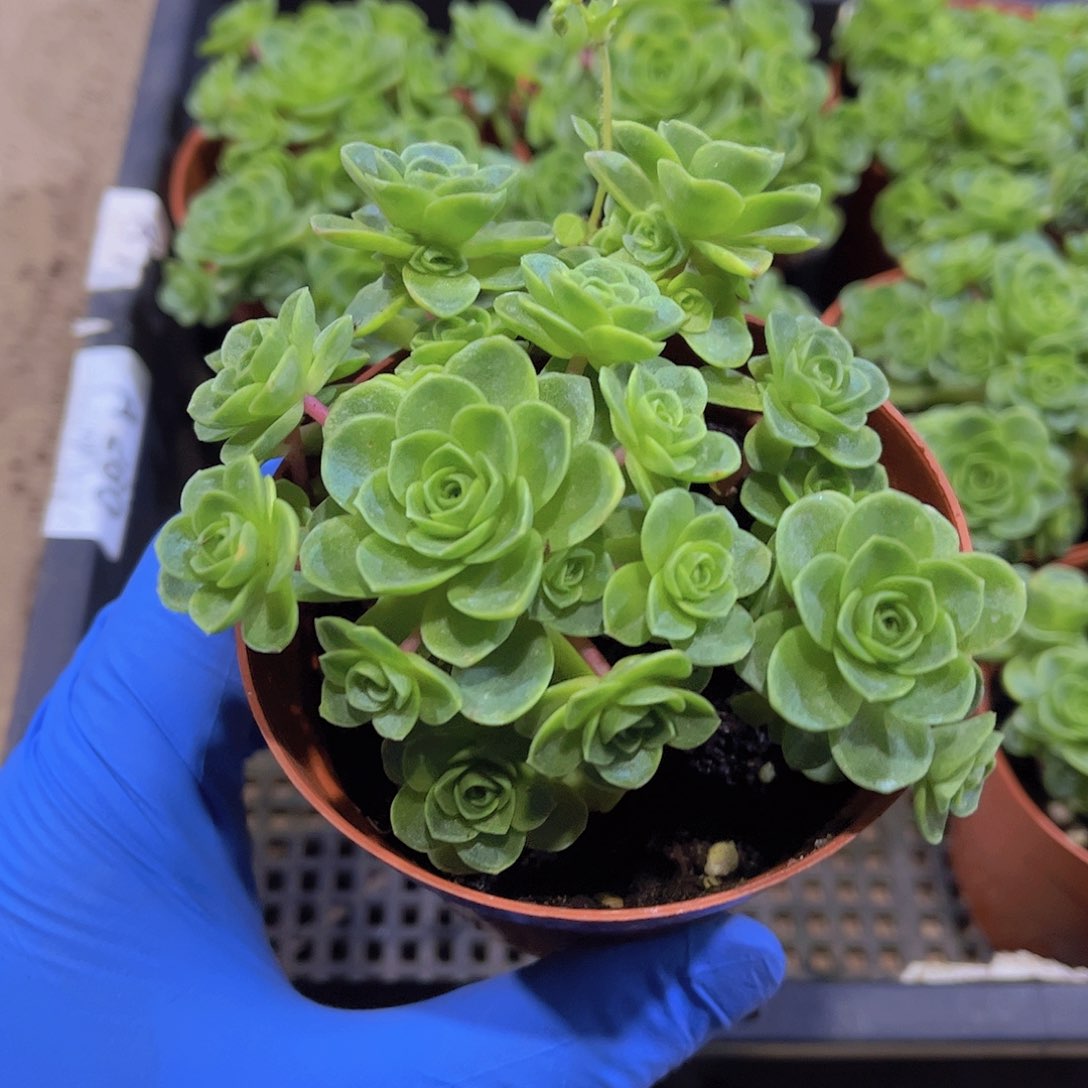 克****E山地玫瑰多肉植物