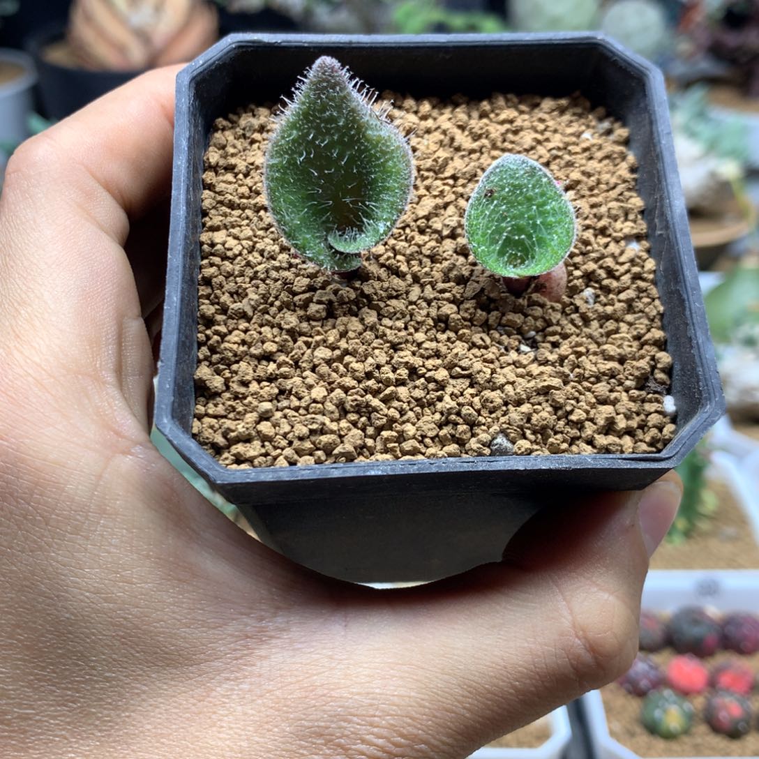 毛叶李金花母本带盆