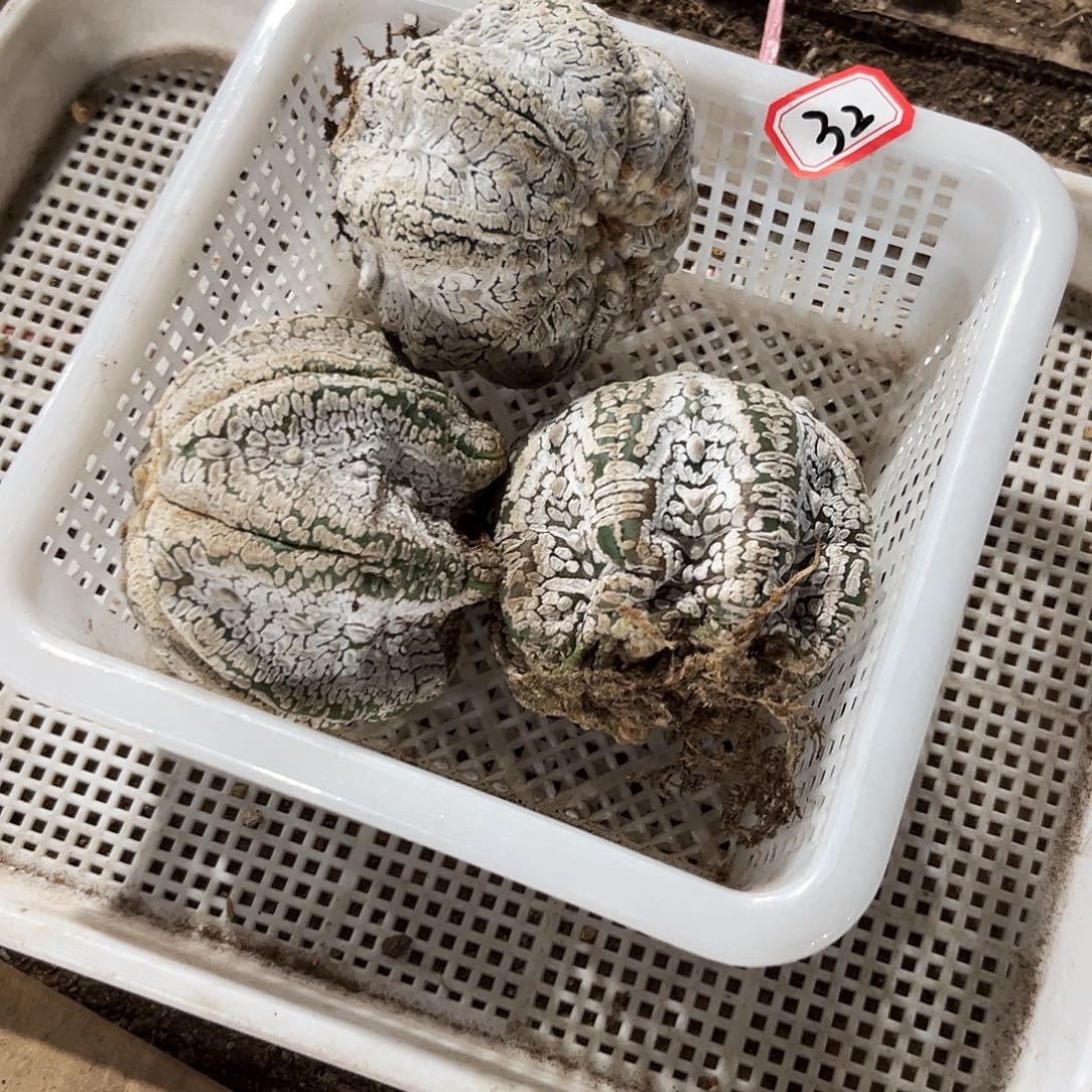 32号有根福利兜一筐