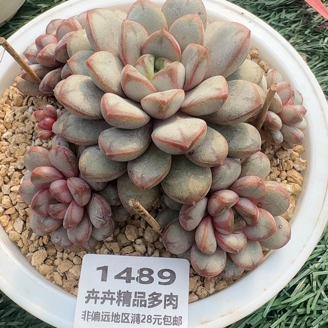 1489 卉卉精品多肉 非偏远地区满28元包邮